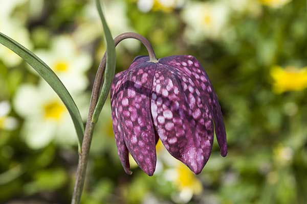 Szachownica kostkowata (Fritillaria meleagris)