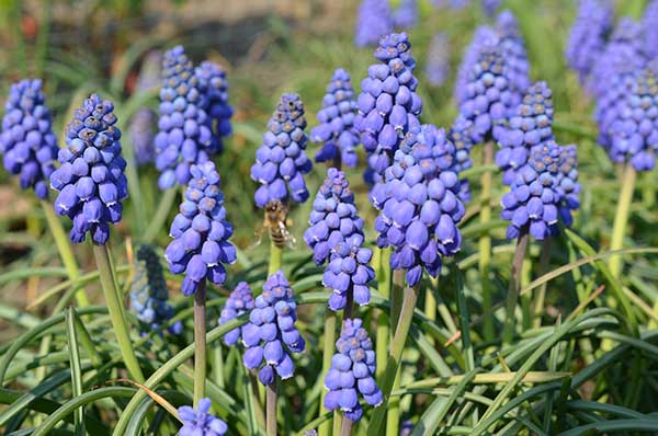 Szafirek drobnokwiatowy (Muscari botryoides)