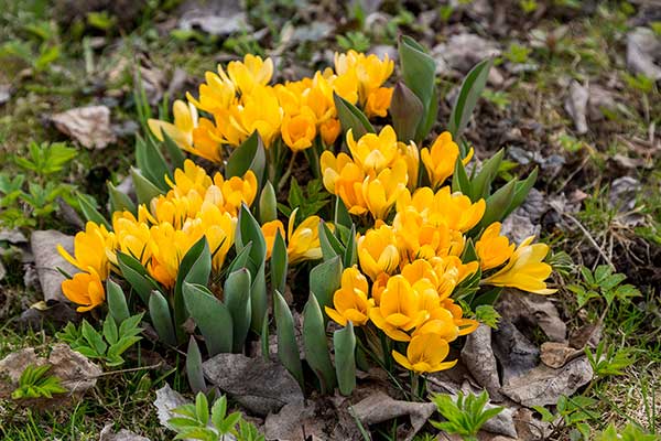 Szafran złocisty, krokus złocisty (Crocus chrysanthus)