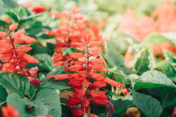 Szałwia błyszcząca (Salvia splendens)