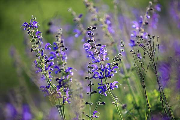 Szałwia łąkowa (Salvia pratensis)