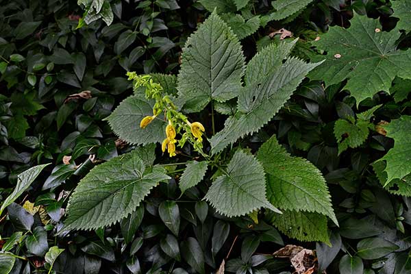 Szałwia lepka (Salvia glutinosa)