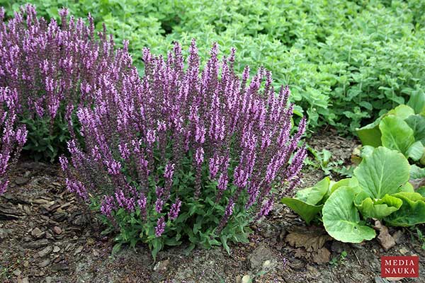 Szałwia omszona (Salvia nemorosa)