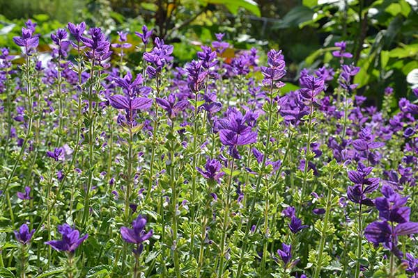 Szałwia zielona (Salvia viridis)