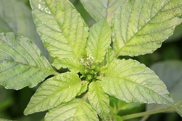 Szarłat tępolistny, szarłat siny (Amaranthus lividus)