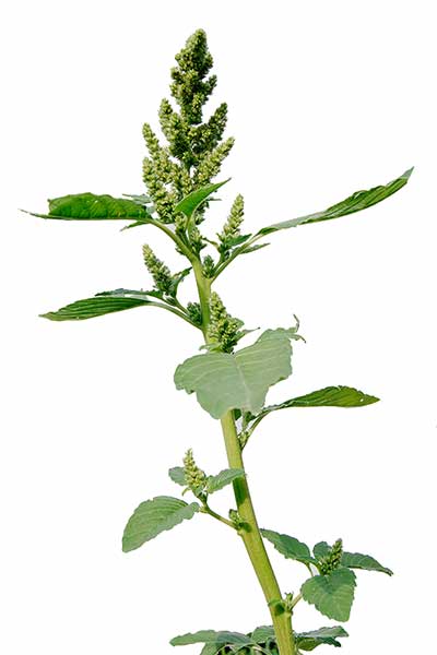 Szarłat szorstki (Amaranthus retroflexus)