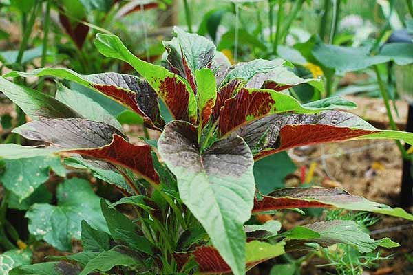 Szarłat trójbarwny (Amaranthus tricolor)