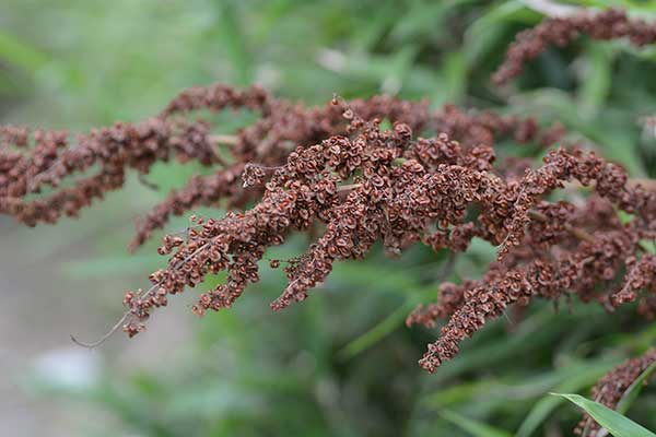 Szczaw kędzierzawy (Rumex crispus)