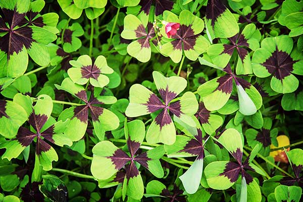 Szczawik czterolistkowy, czterolistna koniczynka (Oxalis tetraphylla)