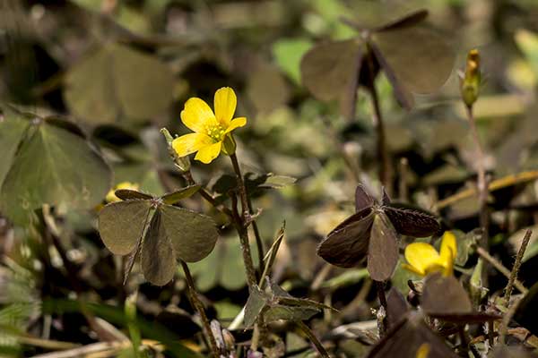 Szczawik rożkowaty (Oxalis corniculata)