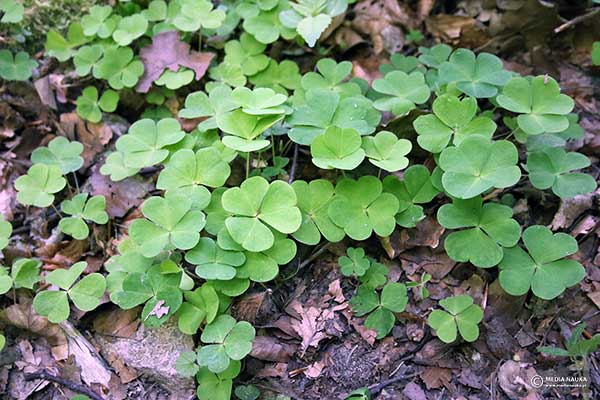 Szczawik zajęczy (Oxalis acetosella)