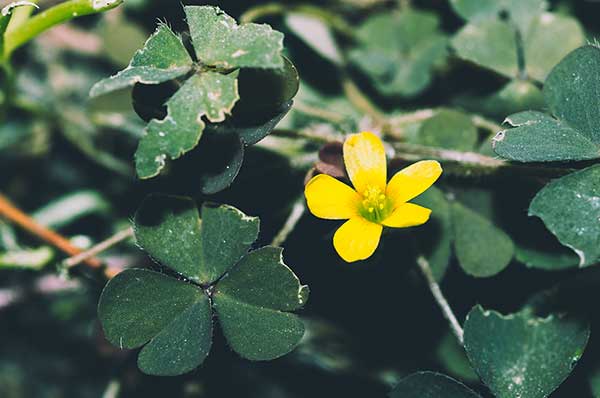 Szczawik żółty (Oxalis europaea)