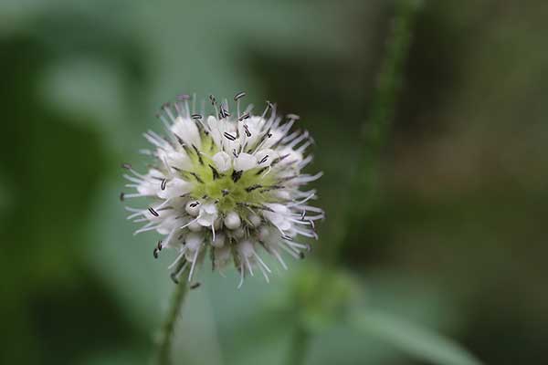 Szczeć owłosiona (Dipsacus pilosus)