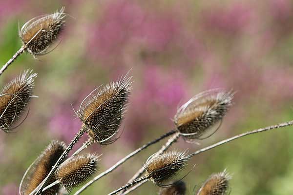 Szczeć pospolita, szczeć leśna (Dipsacus fullonum)