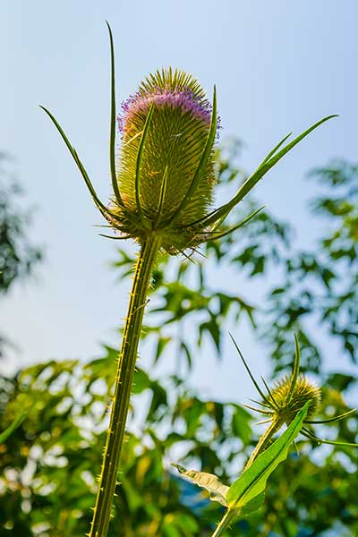 Szczeć sukiennicza (Dipsacus sativus)