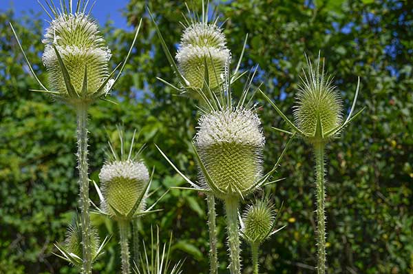 Szczeć wykrawana (Dipsacus laciniatus)