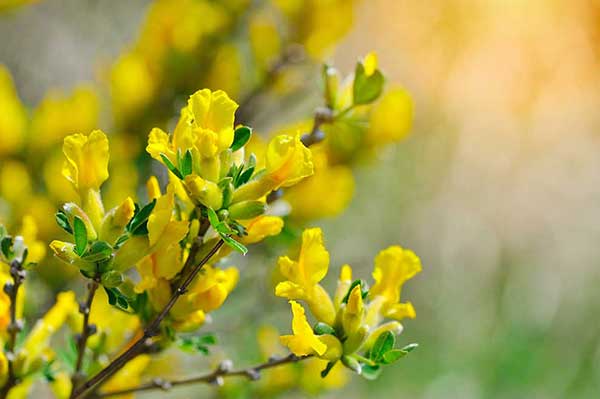 Szczczodrzeniec ruski (Chamaecytisus ruthenicus)