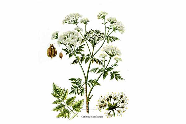 Szczwół plamisty (Conium maculatum)
