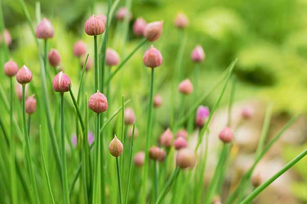 Szczypiorek (Allium schoenoprasum)