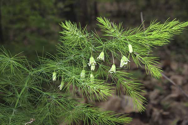 Szparag cienkolistny (Asparagus tenuifolius)