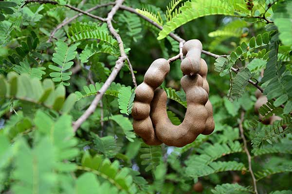 Tamaryndowiec indyjski, powidlnik indyjski (Tamarindus indica)