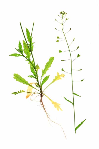 Tasznik pospolity (Capsella bursa-pastoris)