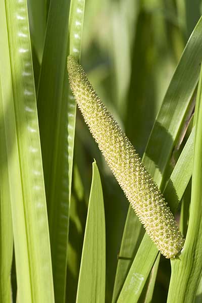 Tatarak zwyczajny (Acorus calamus)