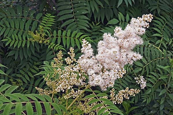 Tawlina jarzębolistna (Sorbaria sorbifolia)