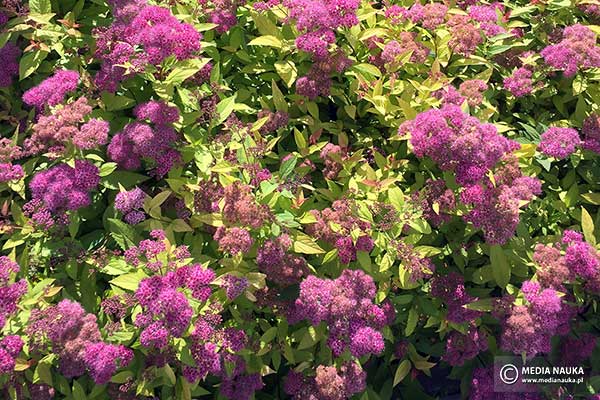 Tawuła japońska (Spiraea japonica)