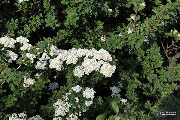 Tawuła nippońska (Spiraea nipponica)