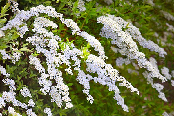 Tawuła ostrolistna, tawuła wczesna (Spiraea ×arguta)