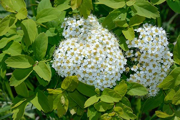 Tawuła średnia (Spiraea media)