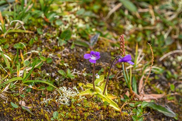 Tłustosz pospolity (Pinguicula vulgaris)