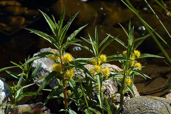 Tojeść bukietowa, bażanowiec (Lysimachia thyrsiflora)