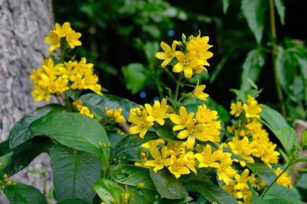 Tojeść zwyczajna, tojeść pospolita (Lysimachia vulgaris)