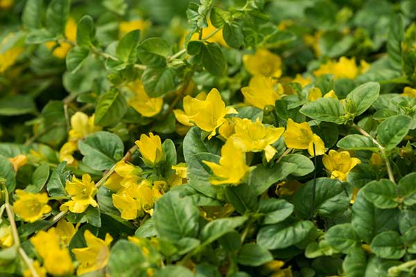 Tojeść rozesłana, pieniążek (Lysimachia nummularia)