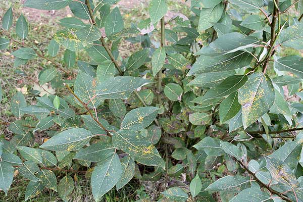 Topola balsamiczna (Populus balsamifera)