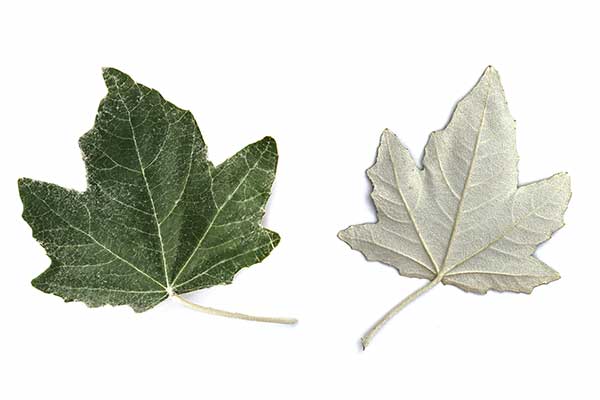 Topola biała (Populus alba)