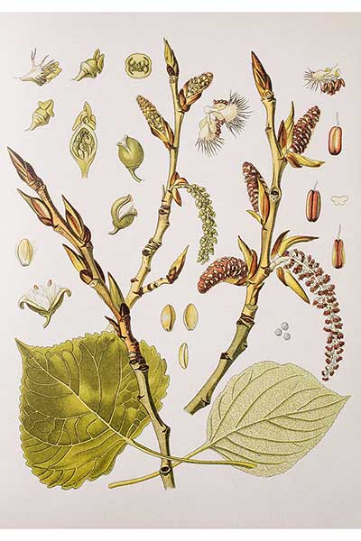 Topola czarna (Populus nigra)