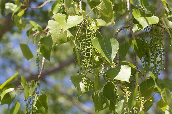 Topola kanadyjska (Populus ×canadensis)