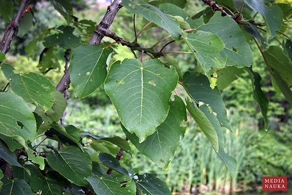 Topola mieszańcowa (Populus ×wilsocarpa)