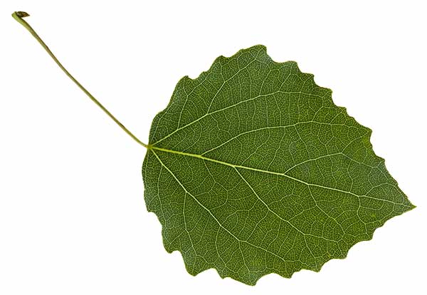 Topola osika (Populus tremula)