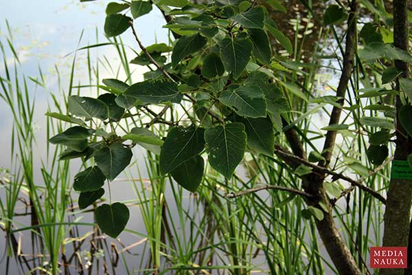 Topola Wilsona (Populus wilsonii)