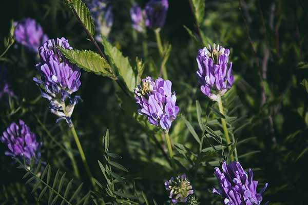 Traganek długokwiatowy (Astragalus onobrychis)