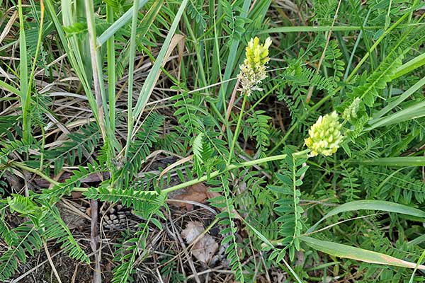 Traganek pęcherzykowaty (Astragalus cicer)