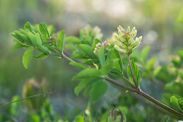 Traganek szerokolistny (Astragalus glycyphyllos)