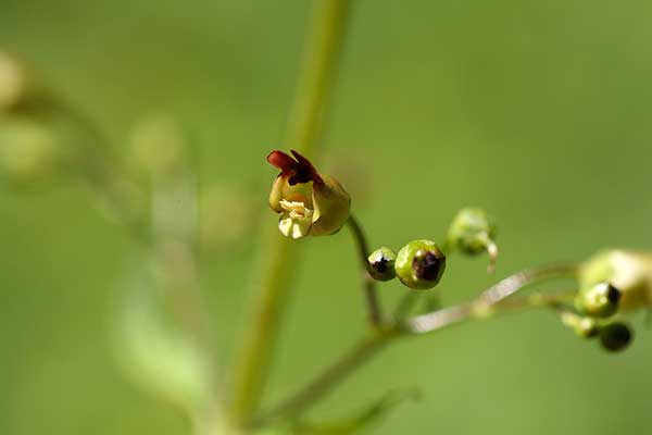 Trędownik bulwiasty (Scrophularia nodosa)