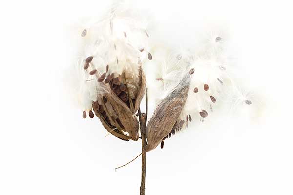 Trojeść amerykańska (Asclepias syriaca)