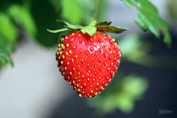 Truskawka (Fragaria ×ananassa)