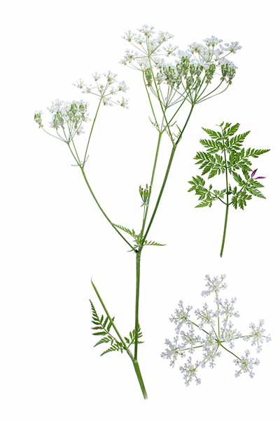 Trybula leśna (Anthriscus sylvestris)